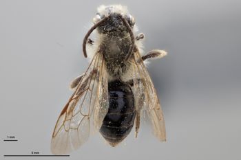 Media type: image;   Entomology 771476 Aspect: habitus dorsal view